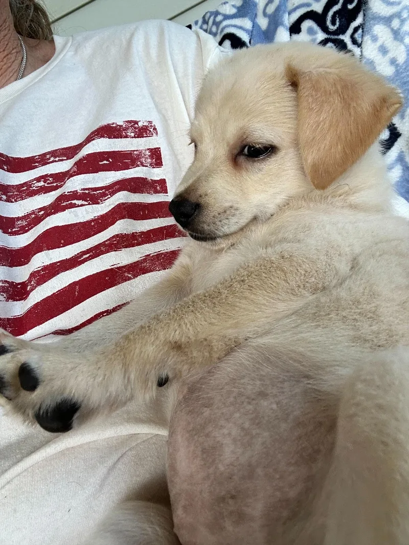 Roo