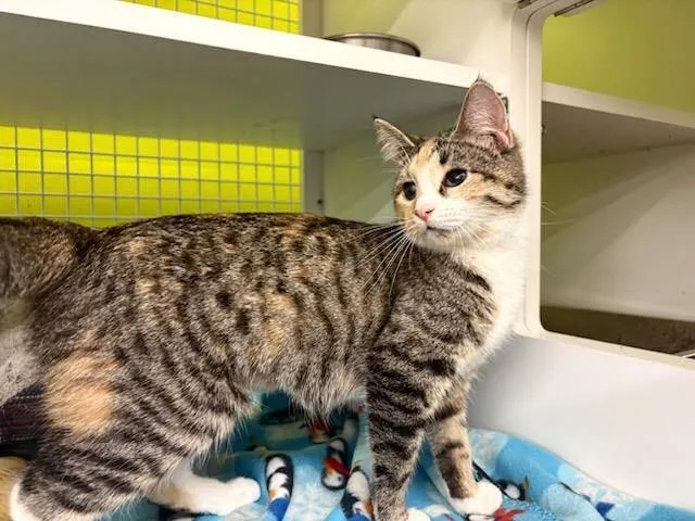 A young medium-sized female Tortoiseshell cat named Sofia for adoption in Mound, MN