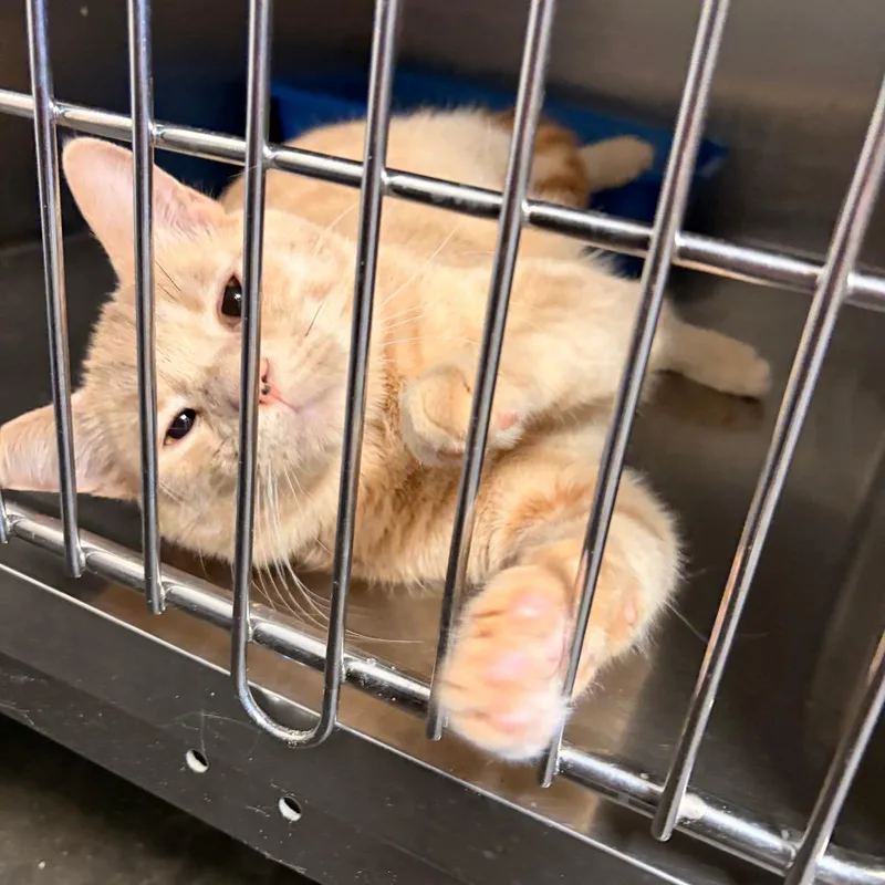 An adult medium-sized male Cream / Ivory Domestic Short Hair cat named Churro for adoption in Franklin, NC