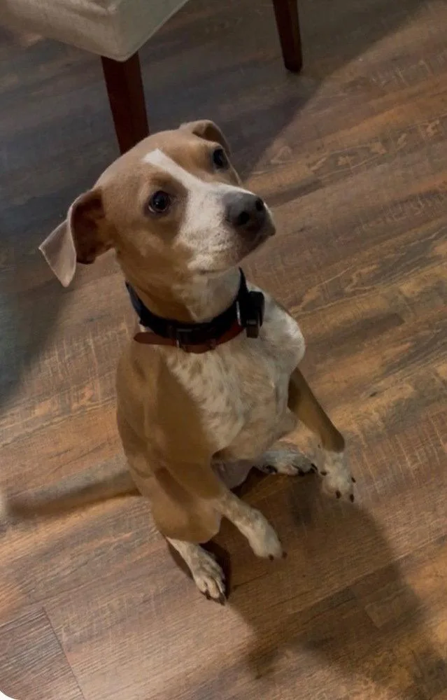 Penny Cp thumbnail 3