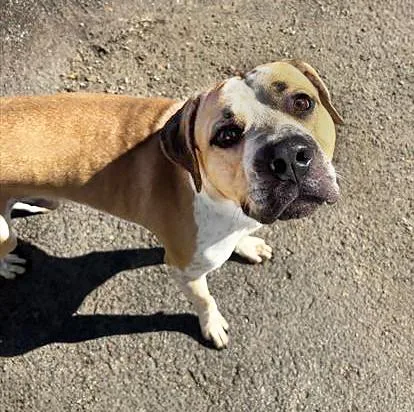 An adult large-sized male Brown / Chocolate Mixed Breed dog named Mr. Clean for adoption in Nashville, TN