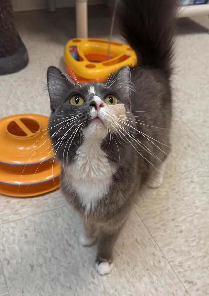 An adult medium-sized female Domestic Long Hair cat named Princessa for adoption in Dublin, OH