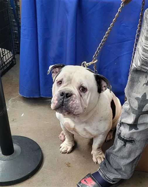 A young large-sized male Mixed Breed dog named Taz for adoption in Dallas, TX