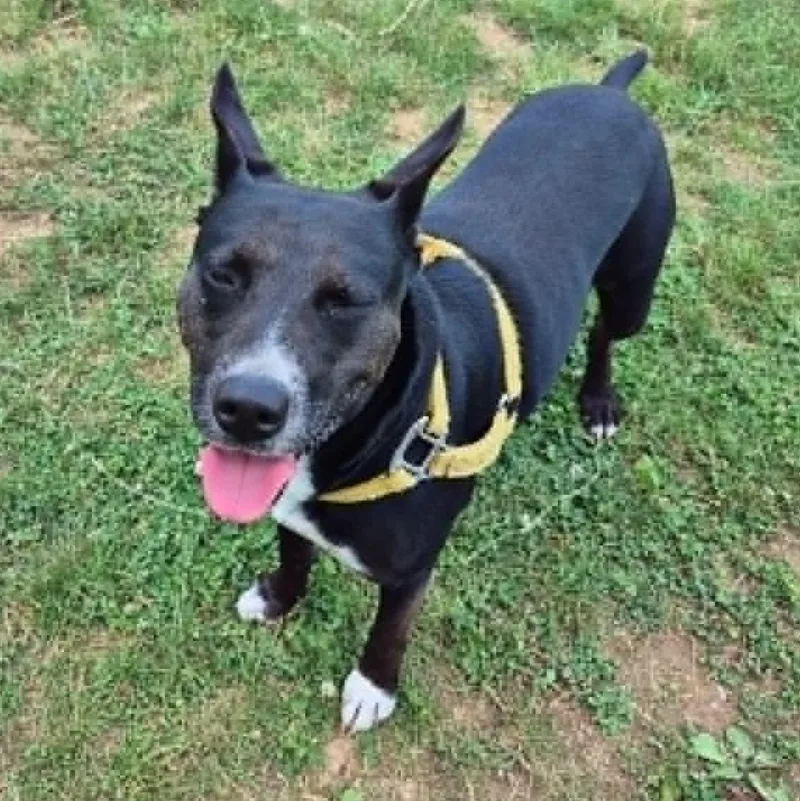 An adult medium-sized female Black Terrier dog named Diva for adoption in Sadler, TX