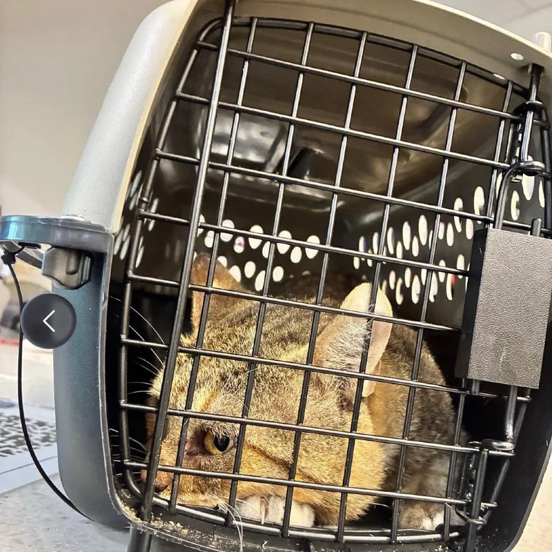 An adult small-sized male Domestic Short Hair cat named Zion for adoption in Edinburg, TX