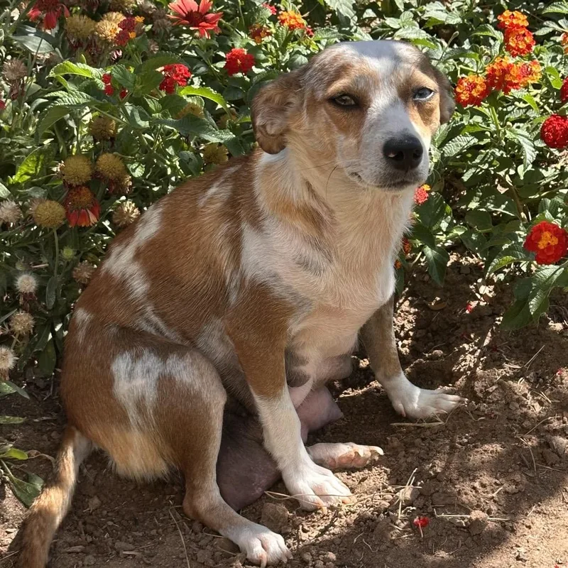 An adult small-sized female Dachshund dog named Gloria for adoption in Fresno, CA