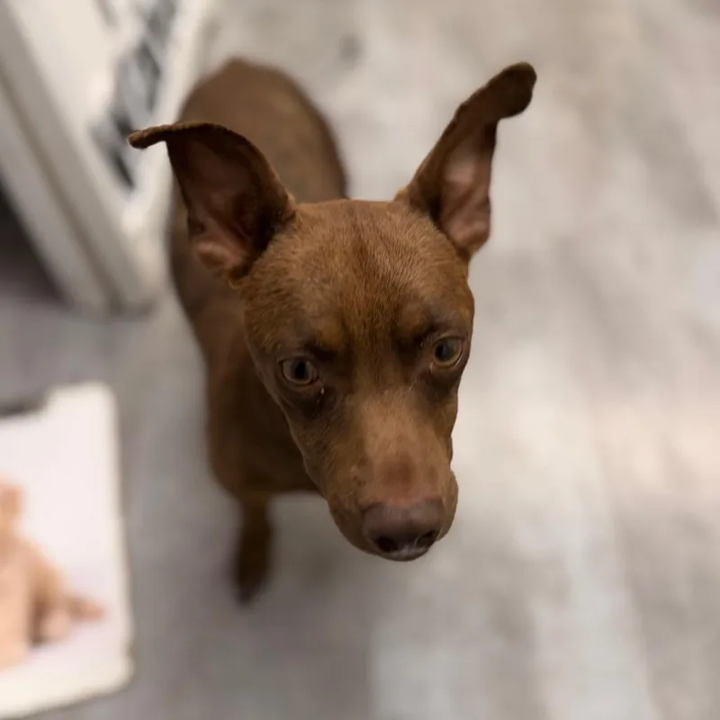 An adult small-sized male Brown / Chocolate Chihuahua dog named Coco Chico for adoption in Amarillo, TX