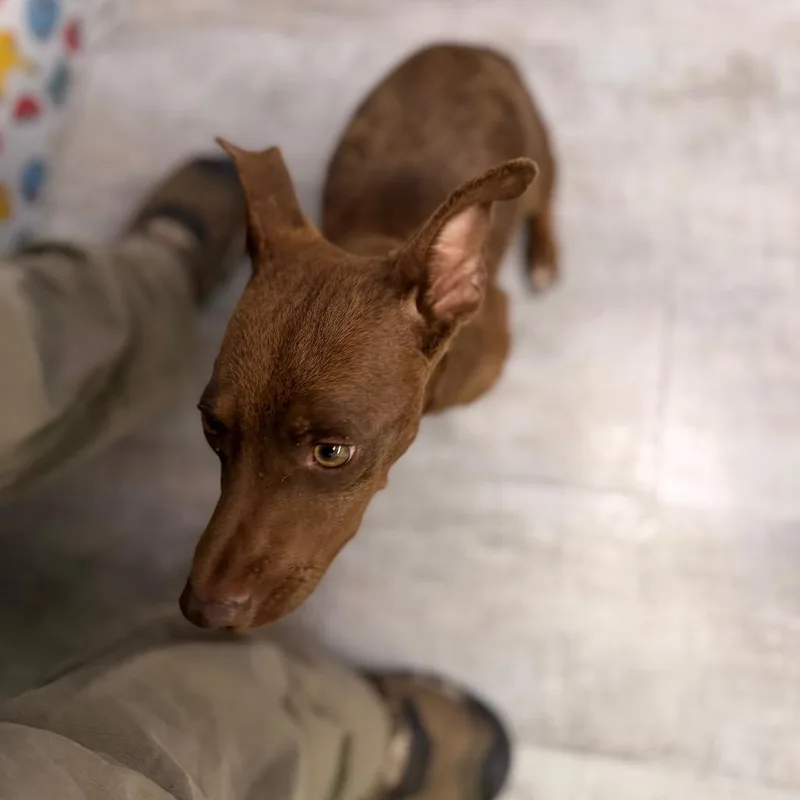 Coco Chico thumbnail 3