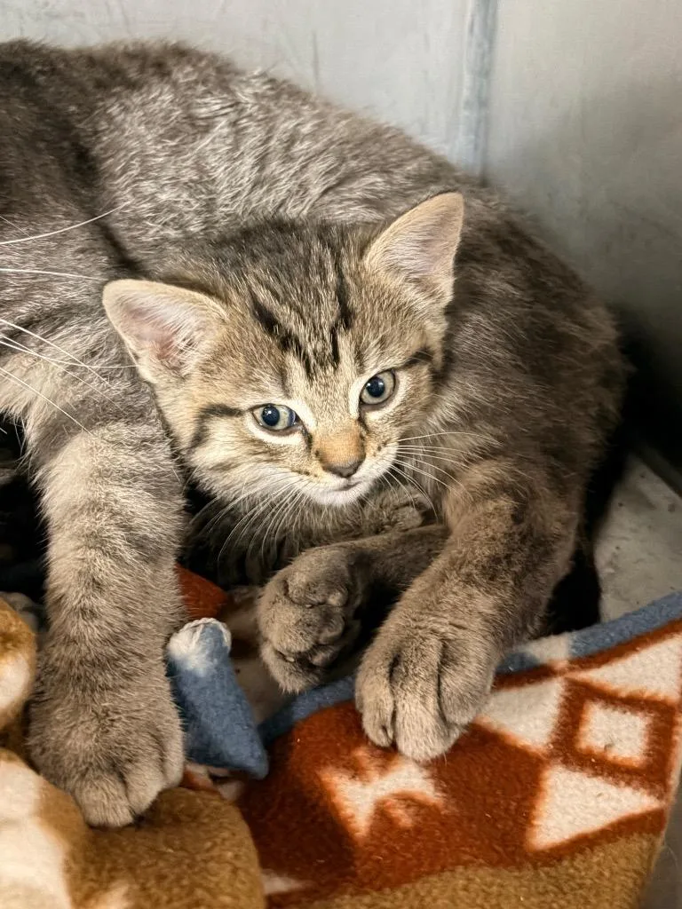 A baby medium-sized female Domestic Short Hair cat named Cheyenne for adoption in Huntington, IN