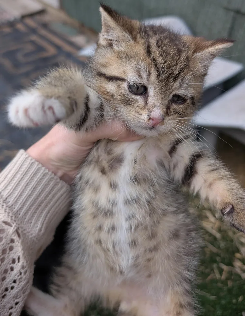 A baby small-sized female Tabby (Buff / Tan / Fawn) Domestic Short Hair cat named Puff Puff for adoption in Bayonne, NJ