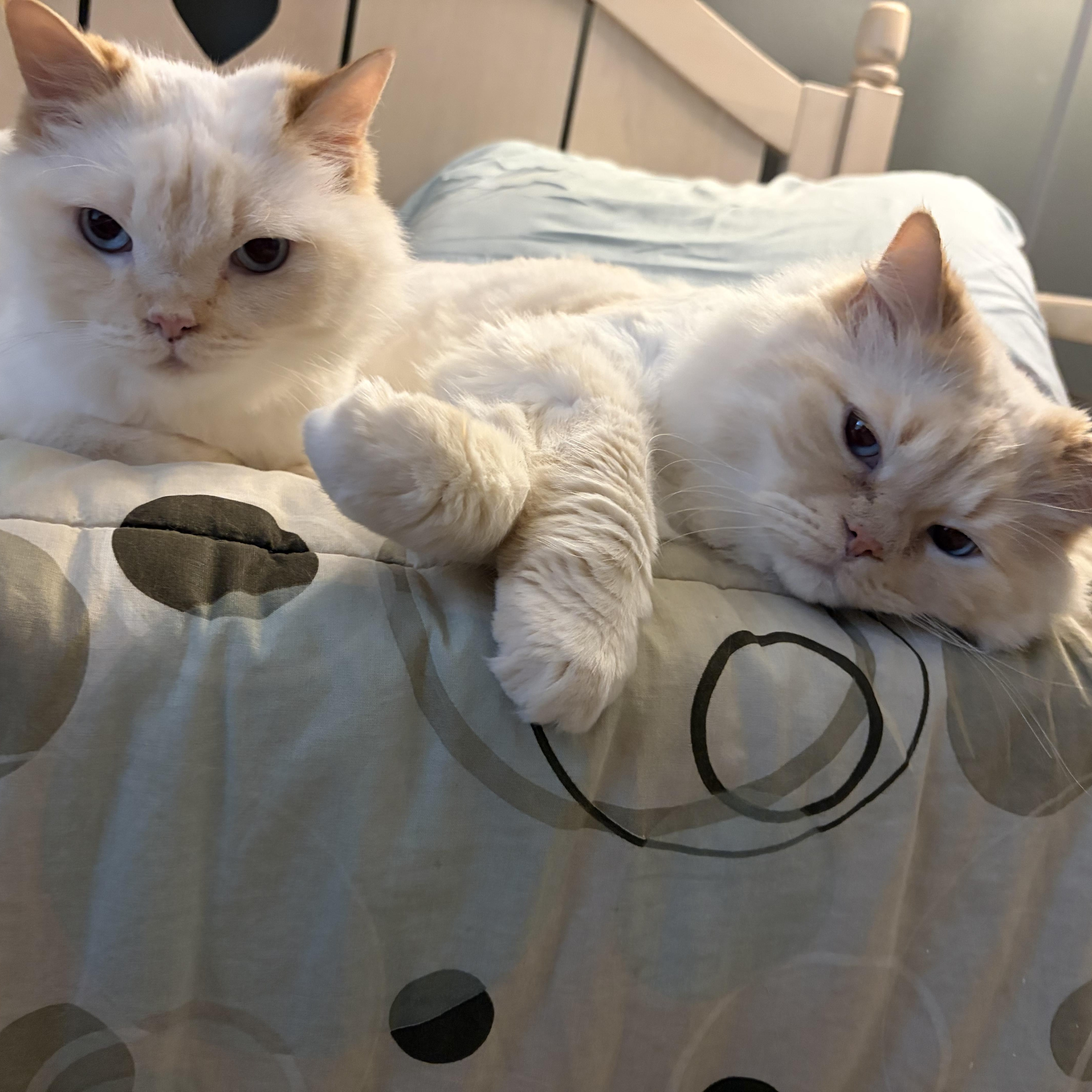 A senior large-sized male Himalayan cat named Leo & Lulu for adoption in Bristow, VA