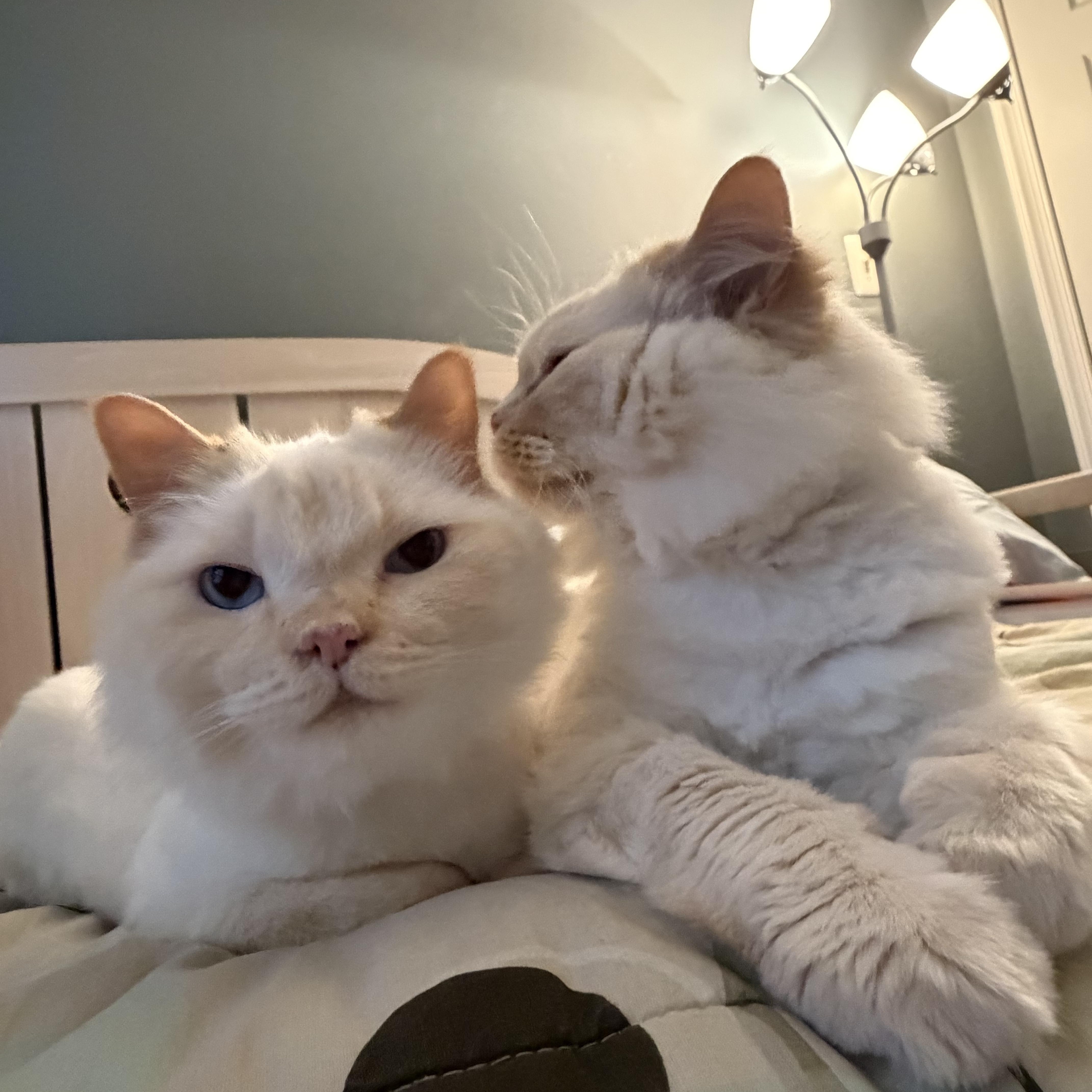 Leo & Lulu  thumbnail 3