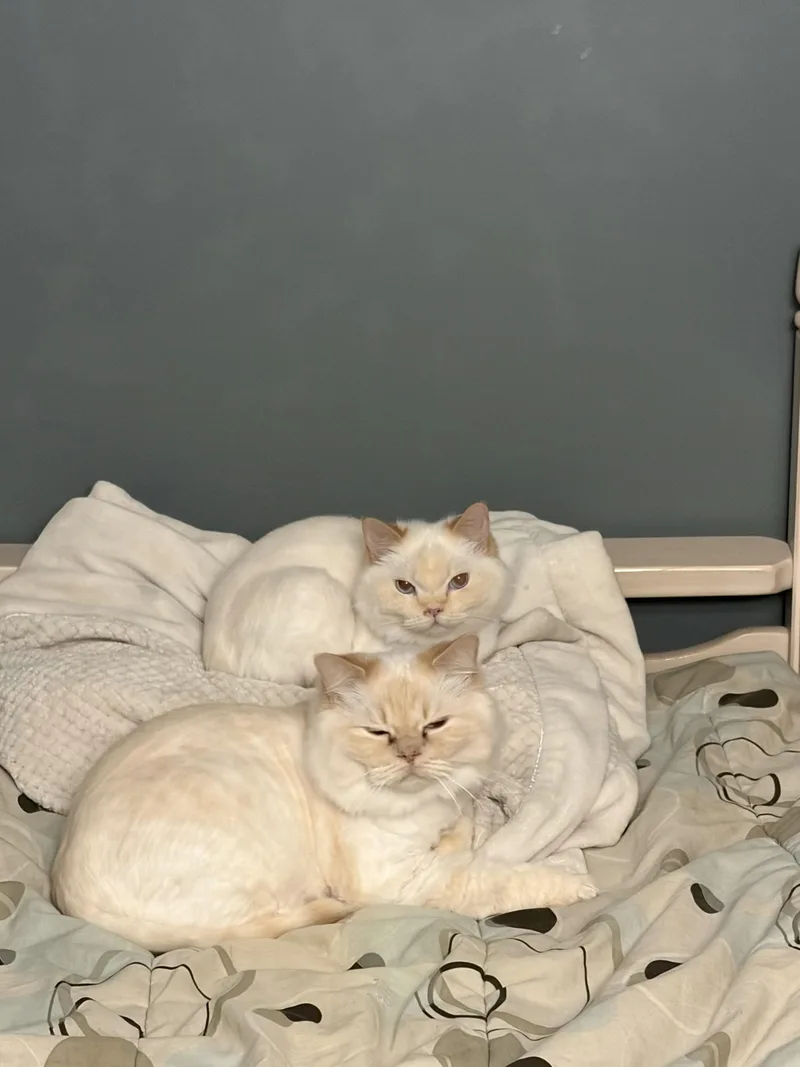 Leo & Lulu  thumbnail 4