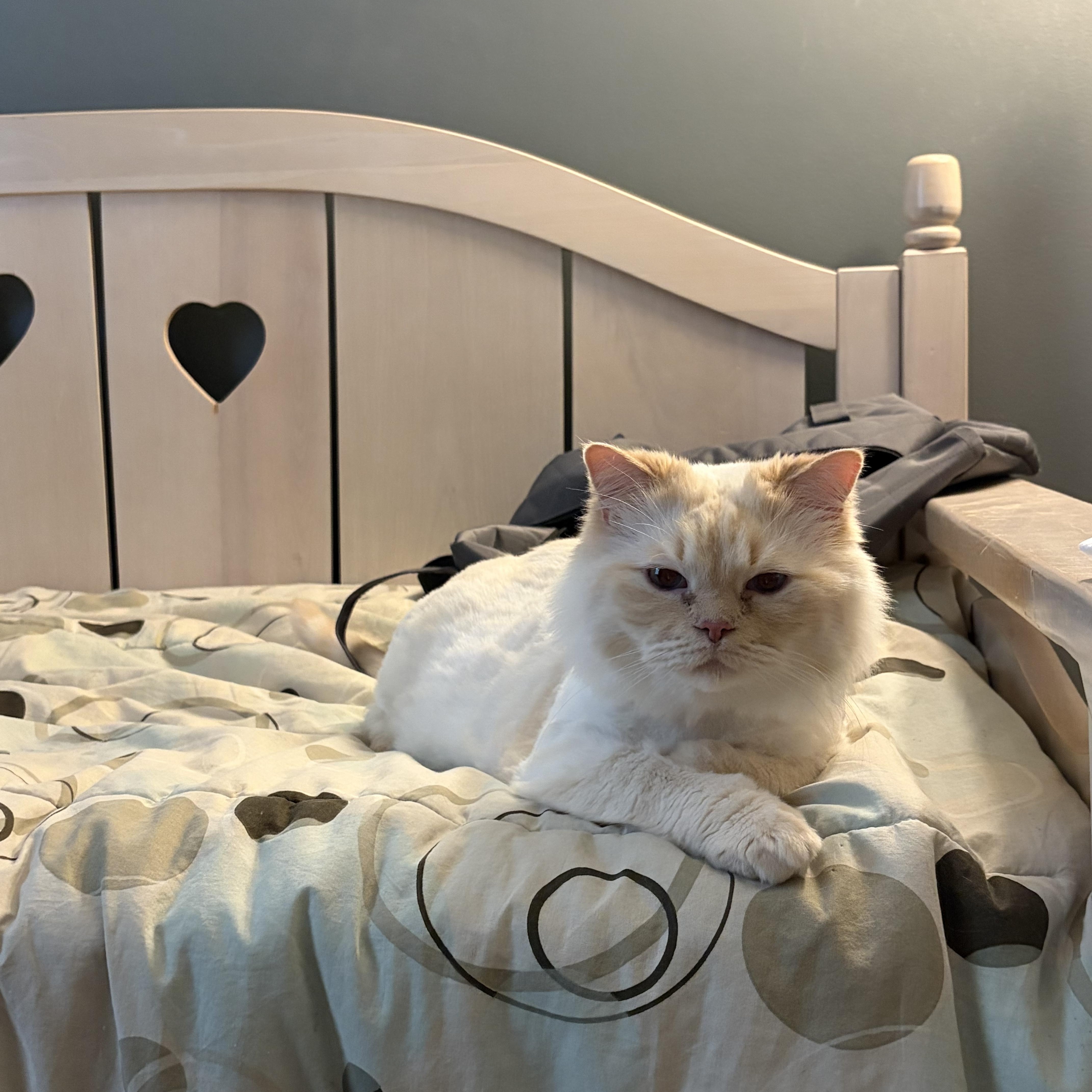 Leo & Lulu  thumbnail 5