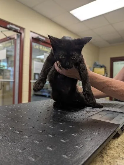 A baby small-sized male Domestic Short Hair cat named August for adoption in Independence, MO