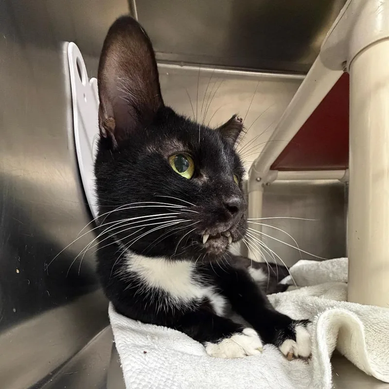A senior medium-sized male Domestic Short Hair cat named Nero for adoption in Newark, NJ