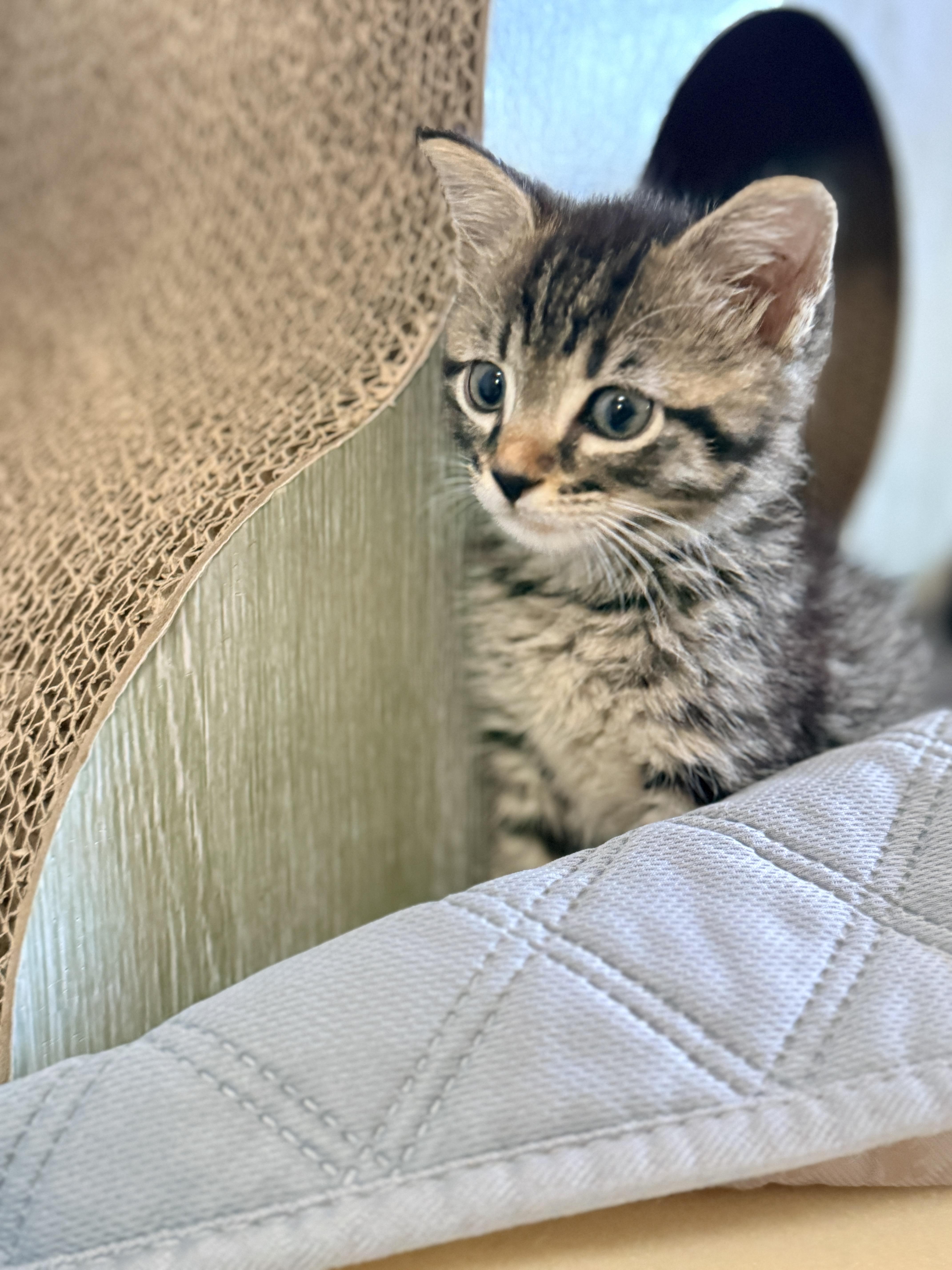 A baby small-sized male Domestic Short Hair cat named Prince for adoption in Columbia, MD