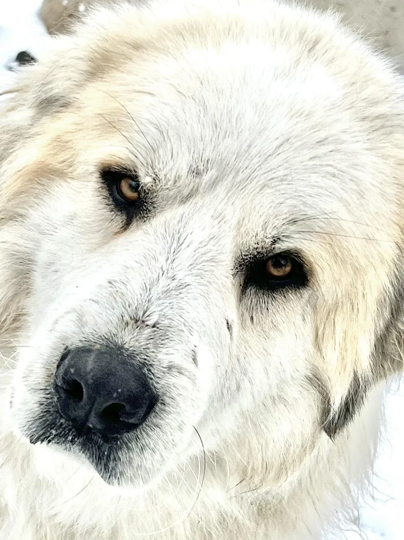 An adult extra large-sized male White / Cream Great Pyrenees dog named Big Mack for adoption in San Luis, CO