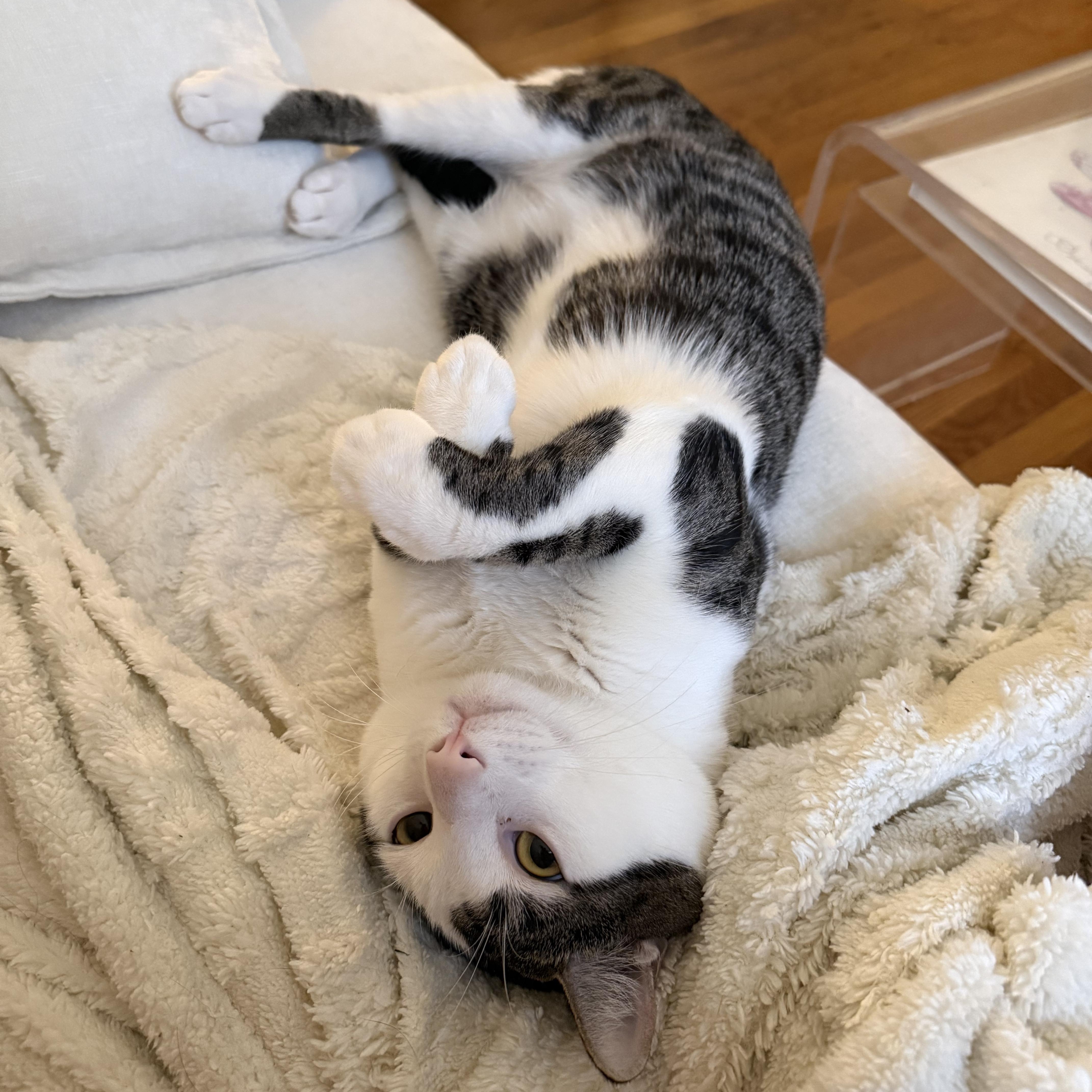 An adult large-sized male Brown / Chocolate Domestic Short Hair cat named Riverside for adoption in New york, NY