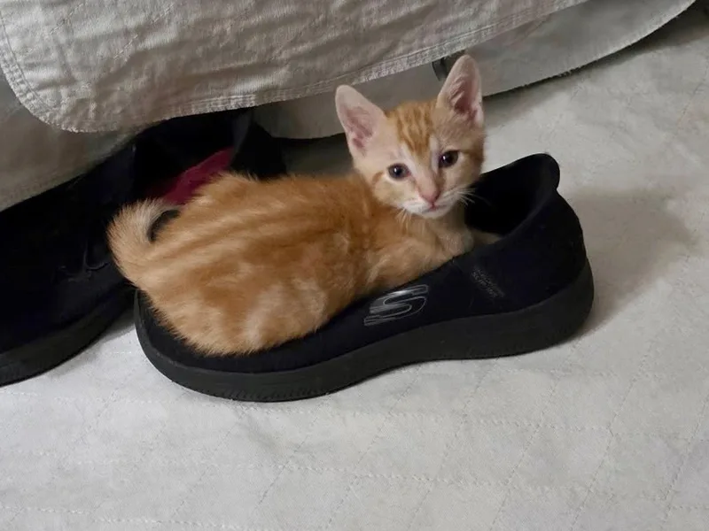 A baby medium-sized female Tabby (Orange / Red) Domestic Short Hair cat named Cyndi Lauper for adoption in Great Neck, NY