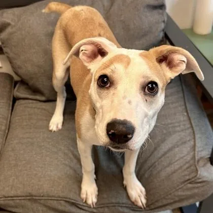 A young medium-sized female White / Cream Mixed Breed dog named Zayda for adoption in Lansing, MI