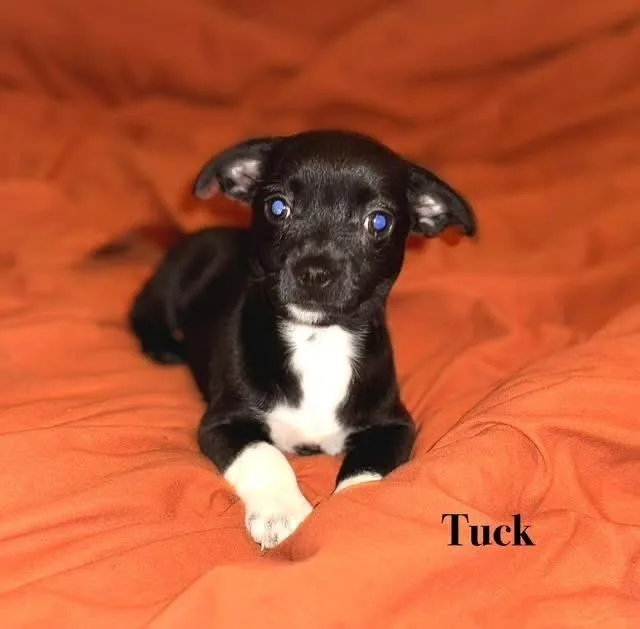 Tuck