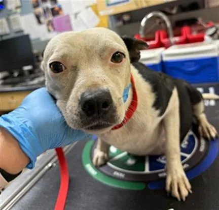 An adult medium-sized female Pit Bull Terrier dog named Jeanie for adoption in Riverside, CA