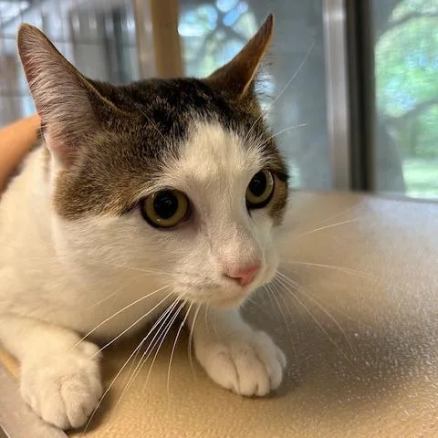 An adult medium-sized male Gray / Blue / Silver Domestic Short Hair cat named Moe for adoption in Leander, TX