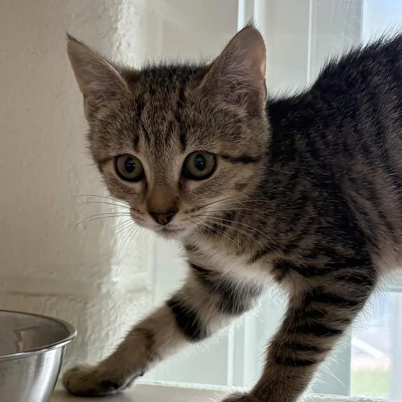 A baby small-sized female Brown / Chocolate Domestic Short Hair cat named Jesse for adoption in Gloucester, VA