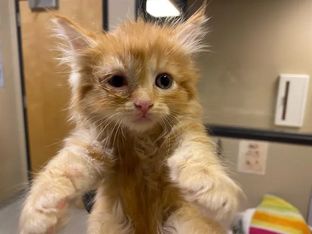 A baby small-sized female Domestic Short Hair cat named Fluffy for adoption in Modesto, CA