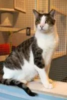 A senior large-sized male White Domestic Short Hair cat named Milo for adoption in Lincoln, NE
