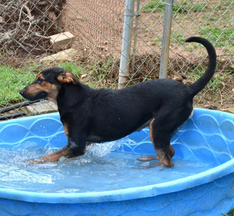 An adult medium-sized female Coonhound dog named Beth for adoption in Wedowee, AL