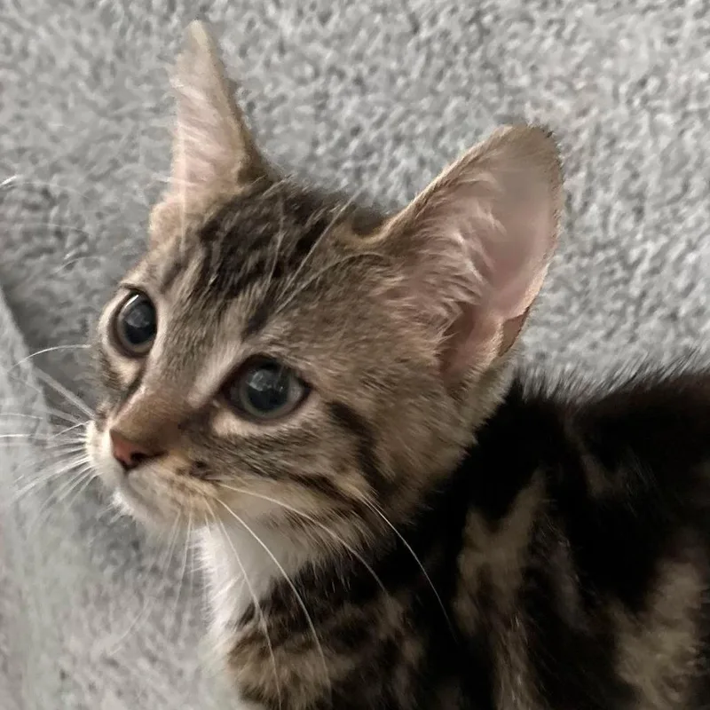 A baby small-sized male Black Domestic Medium Hair cat named Submarine for adoption in Winchester, VA