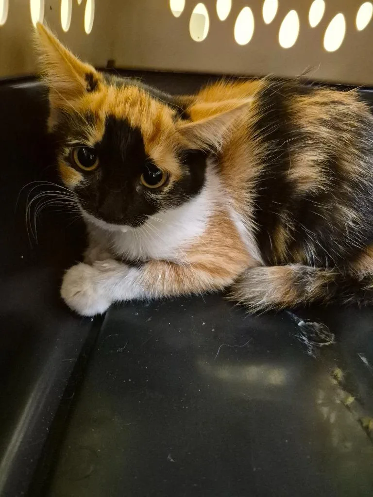 A baby small-sized female Domestic Short Hair cat named Pixel for adoption in Crossville, TN