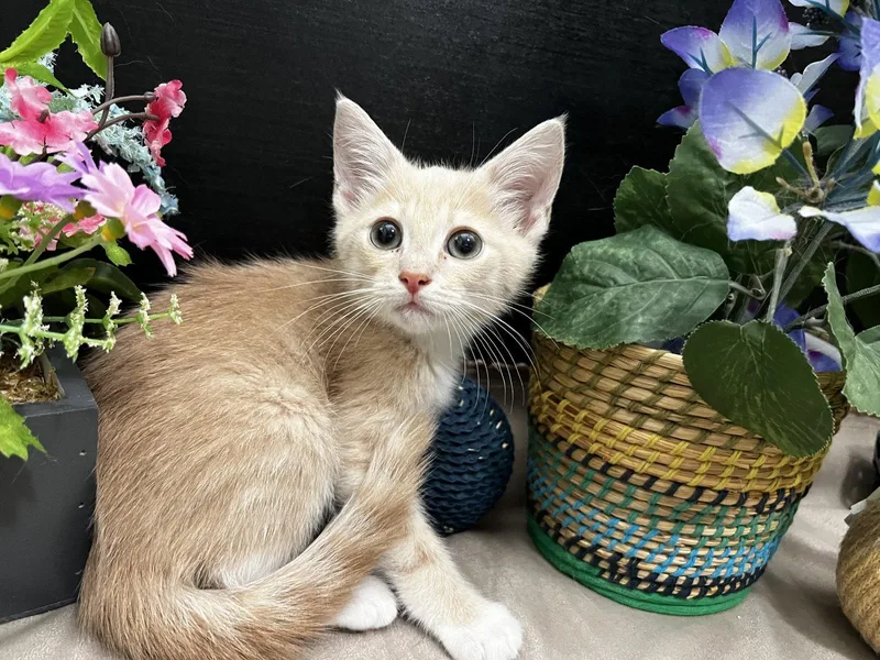 A baby small-sized male Tabby (Orange / Red) Tabby cat named Percy for adoption in Fayetteville, GA