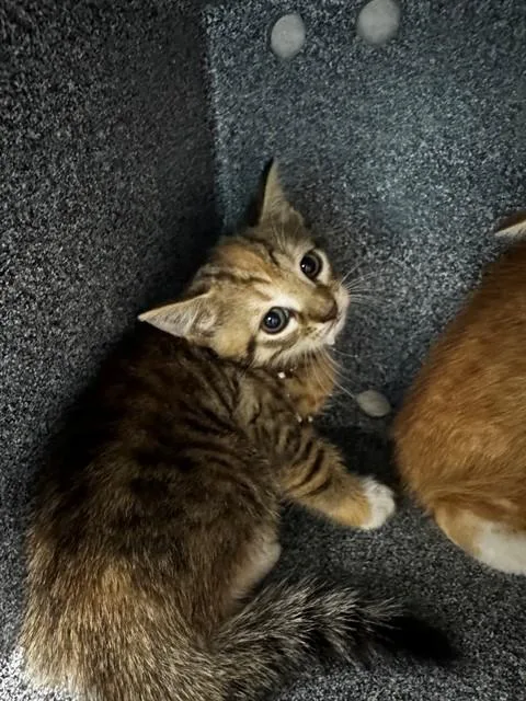 A baby small-sized female Domestic Short Hair cat named Chai for adoption in Naples, FL