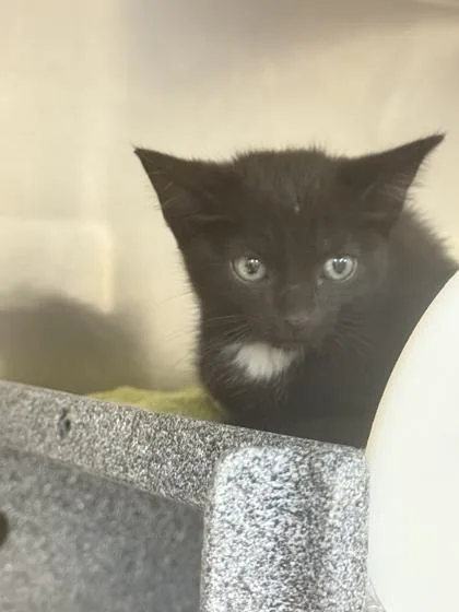 A baby small-sized male Domestic Short Hair cat named Seven for adoption in Daytona Beach, FL