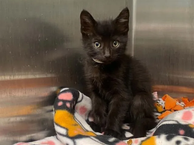 A baby small-sized male Domestic Short Hair cat named Conor for adoption in Tustin, CA