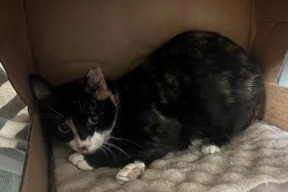 A young medium-sized female Domestic Short Hair cat named Valerie for adoption in Quakertown, PA