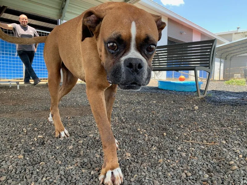 A senior medium-sized male Boxer dog named Lander for adoption in Hewitt, TX