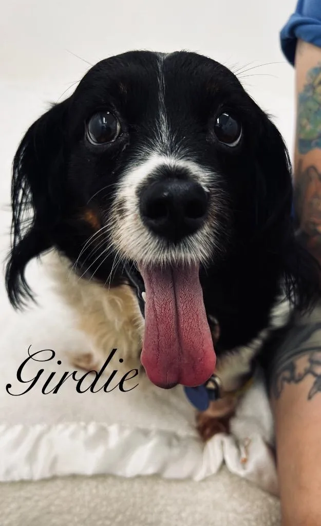 A senior small-sized female Dachshund dog named Girdie for adoption in Jacksonville, IL
