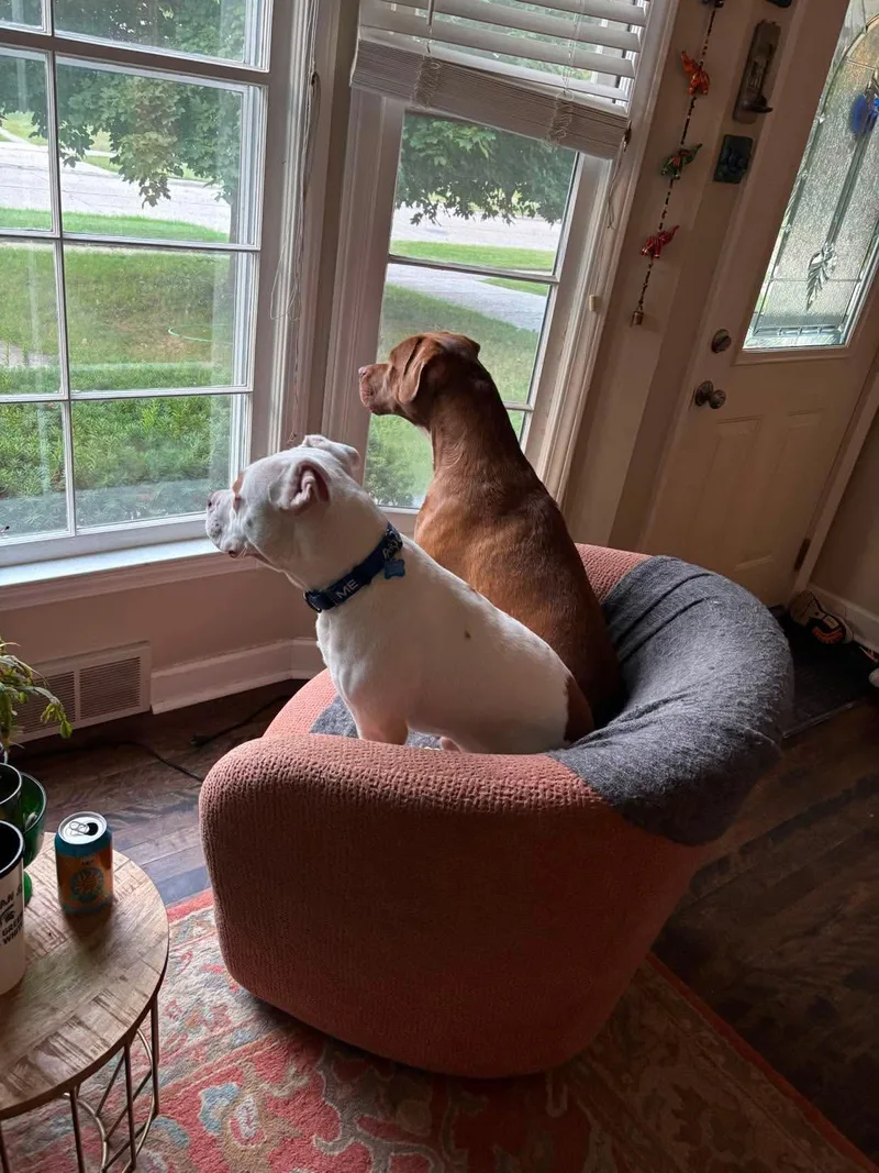 A young medium-sized male Mixed Breed dog named Bo for adoption in Pleasant Ridge, MI
