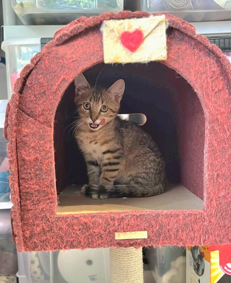 A baby large-sized male Tabby (Brown / Chocolate) Domestic Short Hair cat named Gale for adoption in Gregory, TX