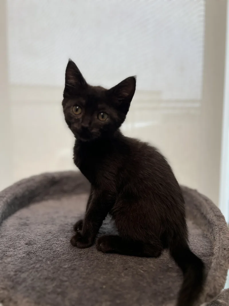 A baby medium-sized female Black Domestic Short Hair cat named Bri for adoption in Waldport, OR