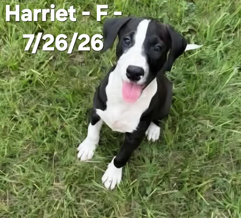 A baby medium-sized female Black Labrador Retriever dog named Harriett for adoption in Calera, AL