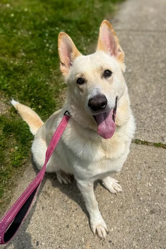 An adult large-sized male White / Cream Mixed Breed dog named Thunder Dome for adoption in Cincinnati, OH