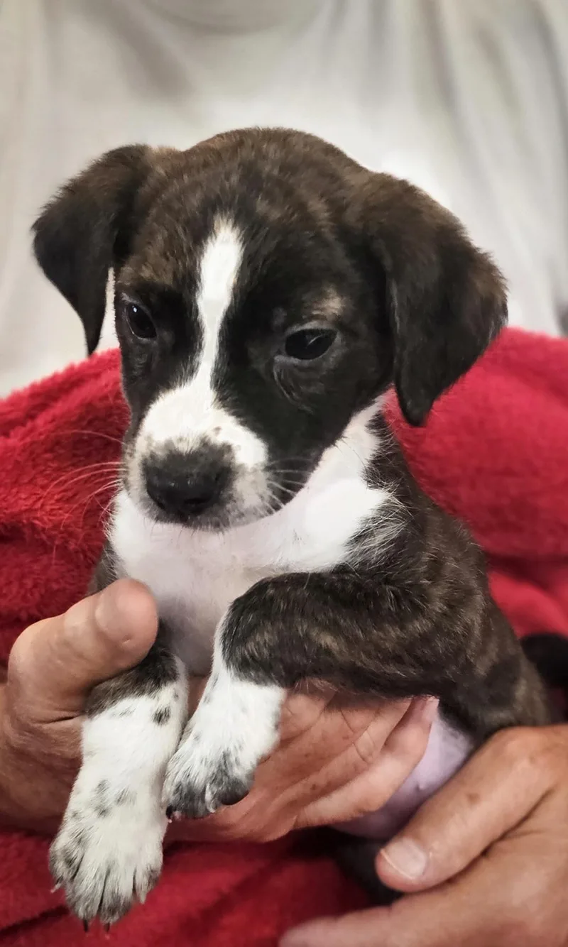 A baby small-sized female Bicolor Beagle dog named Raven for adoption in Leesburg, AL