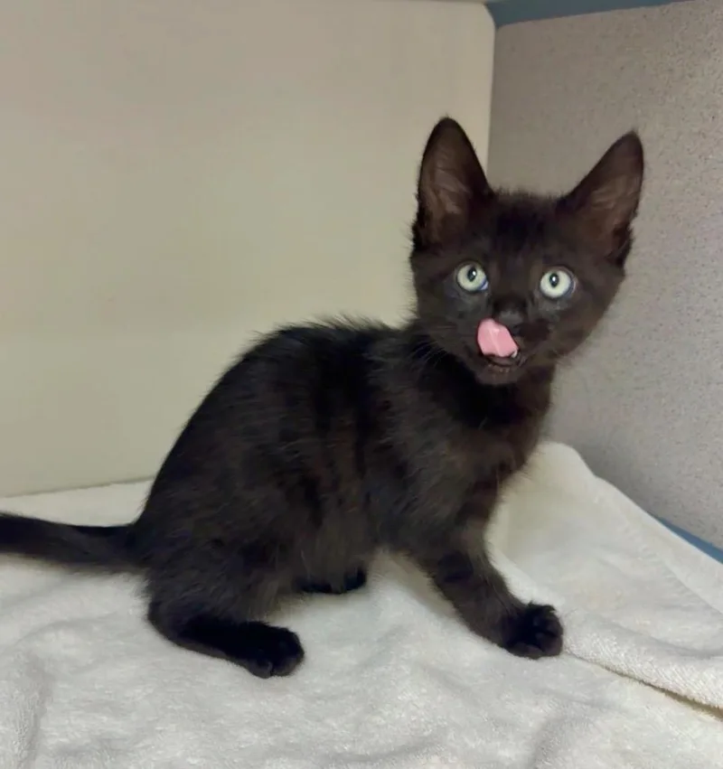 A baby small-sized female Domestic Short Hair cat named Sassafrass for adoption in Cambria, CA