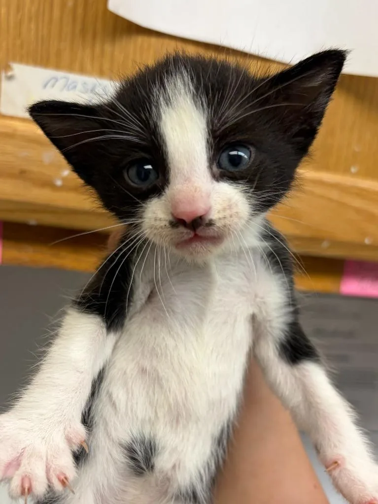 A baby small-sized male Domestic Short Hair cat named Pierre for adoption in Lockhart, TX
