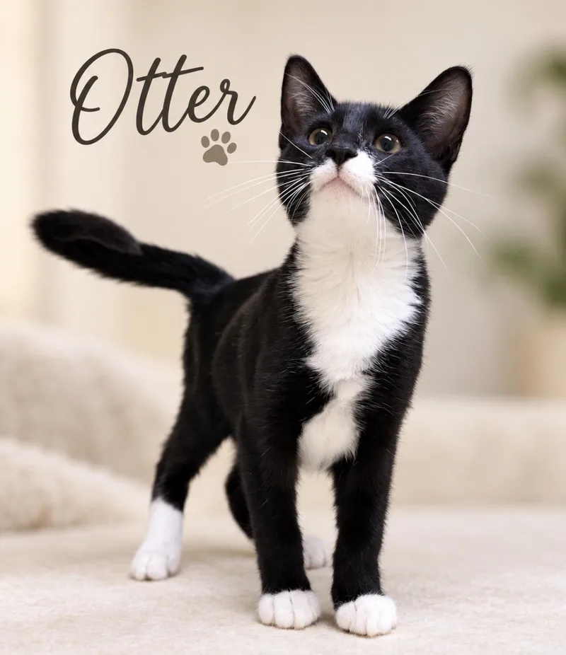 A baby small-sized male Black & White / Tuxedo Domestic Short Hair cat named Otter for adoption in Pawleys Island, SC